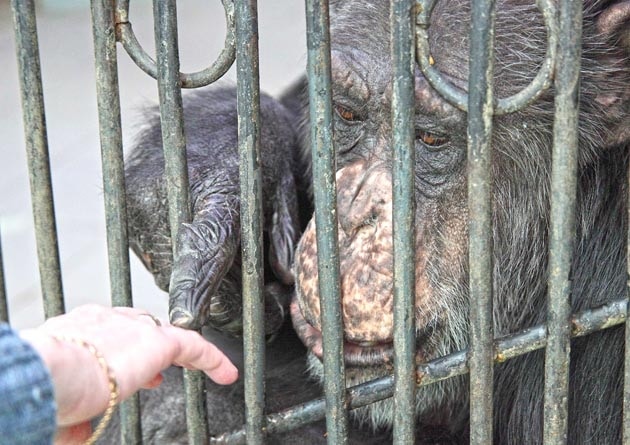 25-летний юбилей шимпанзе отметят в Северском зоопарке в ближайшее воскресенье