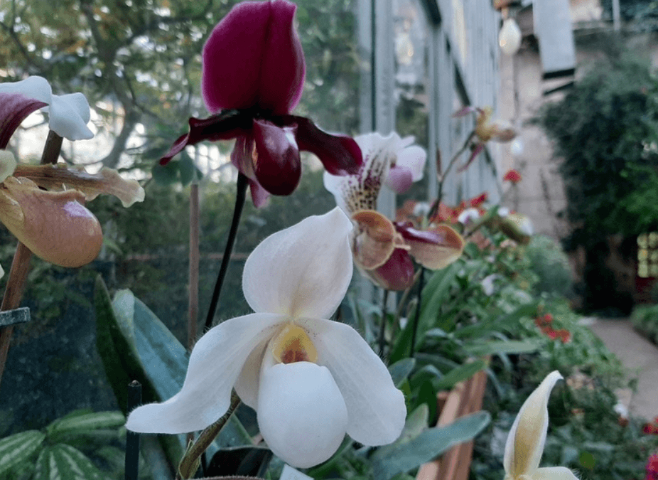 Экзотические орхидеи зацвели в Ботаническом саду Томска