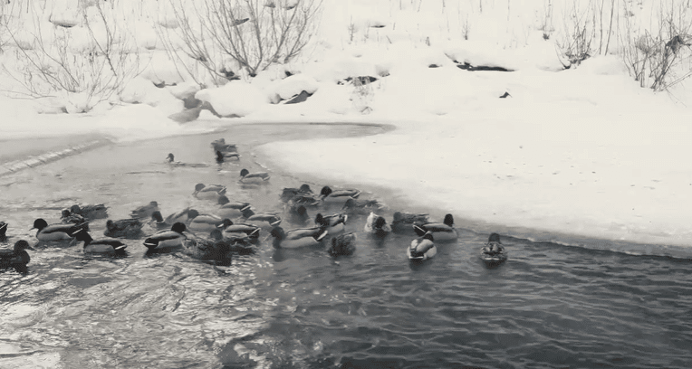 Более 600 уток остаются зимовать в Томске