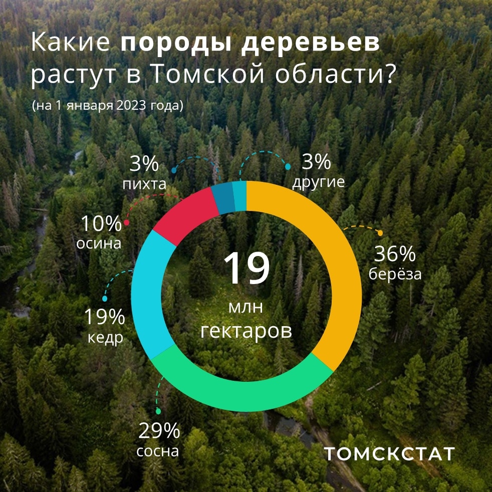 Эксперты посчитали самые многочисленные деревья в томских лесах